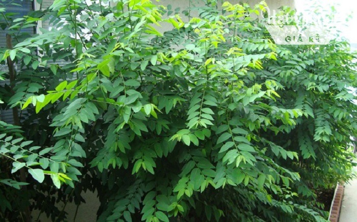 Hàng rào bù ngót của mẹ