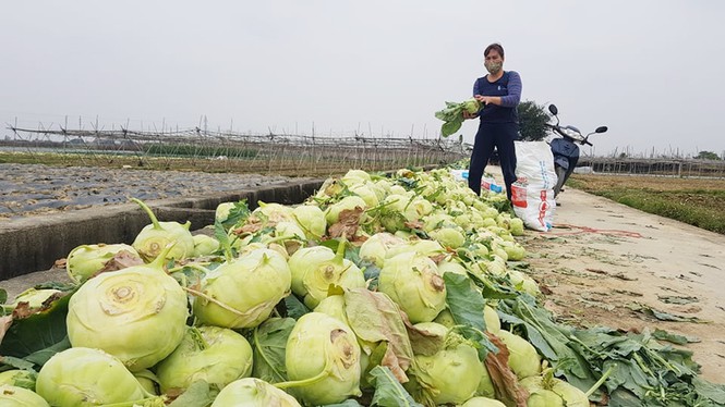 Nông sản ở Hải Dương chờ giải cứu | Kinh tế | Báo điện tử Tiền Phong