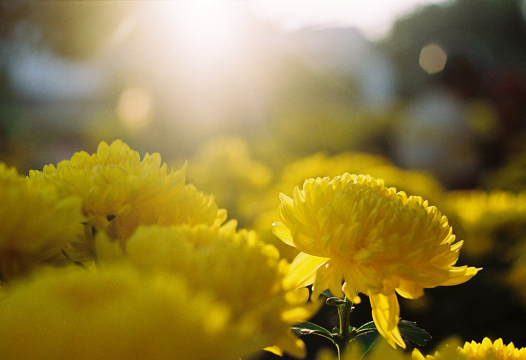 Nắng xuân | • Camera: Nikon FM • Film: UXi Super 200 • Popul… | Flickr